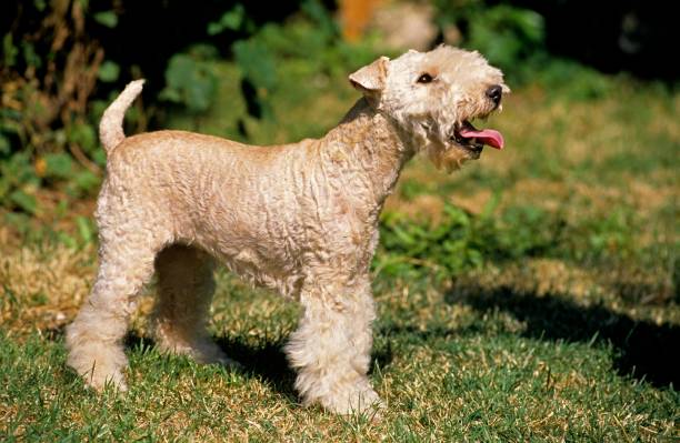 istock Lakeland Terrier Dog standing on Grass 1256084535