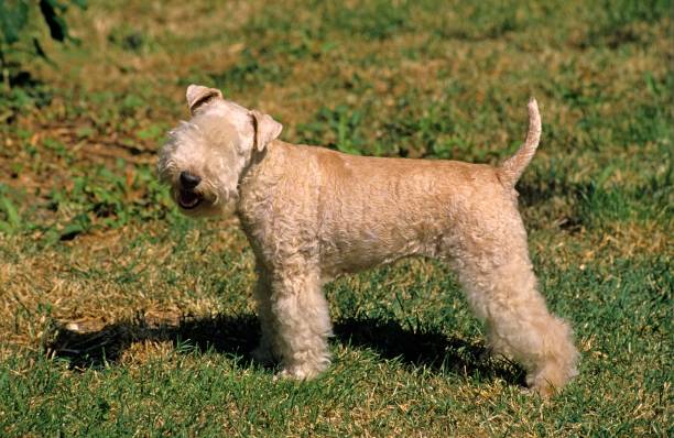 istock Lakeland Terrier Dog standing on Grass 1256084539