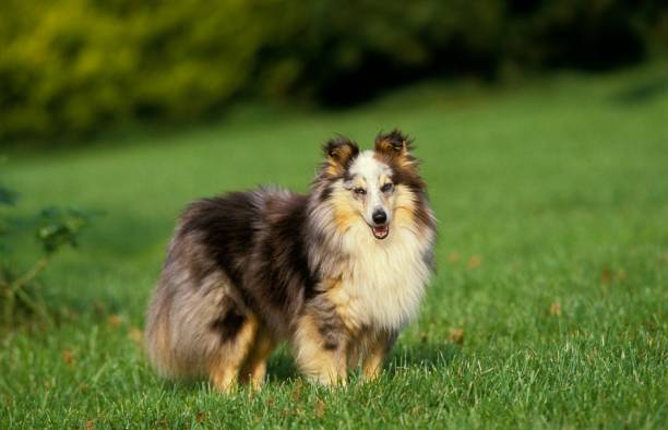 istock Shetland Sheepdog, Dog standing on Grass 1256084543