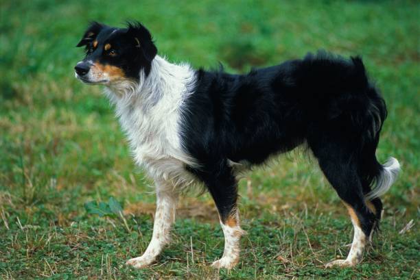istock Border Collie Dog standing on Grass 1256084549