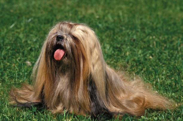 lhasa apso o lhasa apso perro sentado en hierba con lengua fuera - lhasa fotografías e imágenes de stock