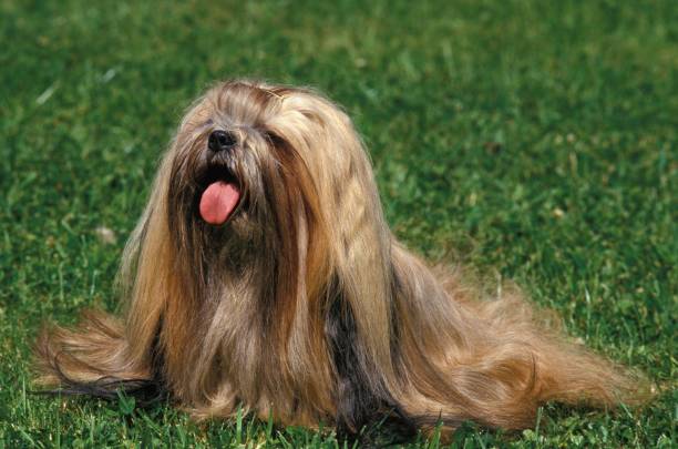 lhasa apso ou lhasa apso dog sentado na grama com língua para fora - lhasa - fotografias e filmes do acervo