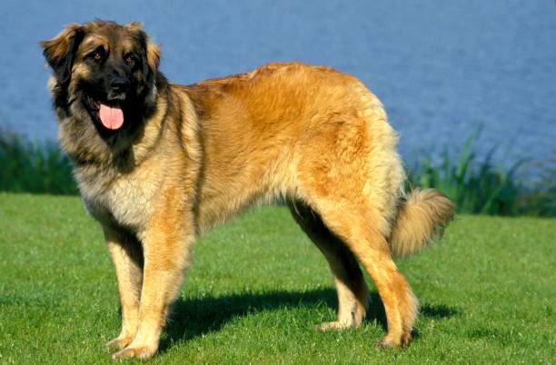 istock Leonberger Dog standing near Water 1256084601