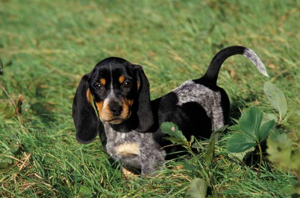 Gascony Blue Basset or Basset Bleu de Gascogne Dog, Pup standing on Grass Gascony Blue Basset or Basset Bleu de Gascogne Dog, Pup standing on Grass Basset Bleu de Gascogne stock pictures, royalty-free photos & images