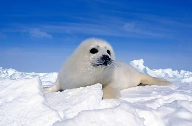 Photo of Harp Seal, pagophilus groenlandicus, Pup standng on Icefield, Magdalena Islands in Canada