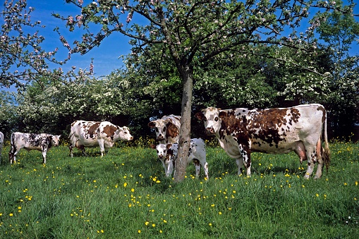 Normandy Cow, Cattle under Appel Tree, Normandy