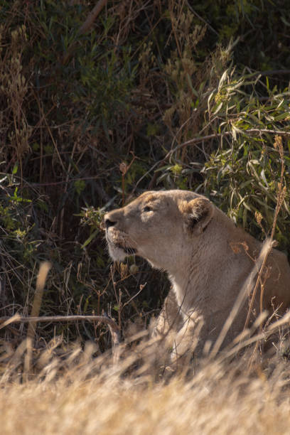 istock A lioness stalking her prey. 1256084742
