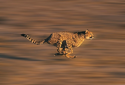 Juvenile Cheetah (Acinonyx jubatus) in the tall grass of Hwange National Park in Zimbabwe, southern Africa.
