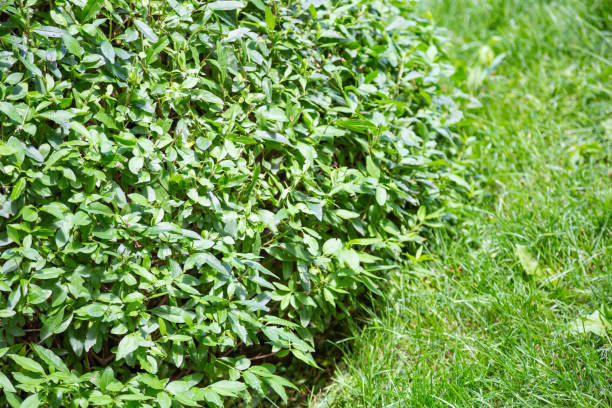 istock Bright green trimmed bush in the garden 1256084903