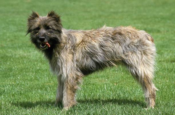 pastor pirenaico o perro de oveja pirenaico, perro de pie sobre hierba - pyrenean fotografías e imágenes de stock