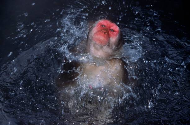 istock Japanese Macaque, macaca fuscata, Monkey standing in Hot Springs, Shaking itself, Hokkaido Island in Japan 1256084918