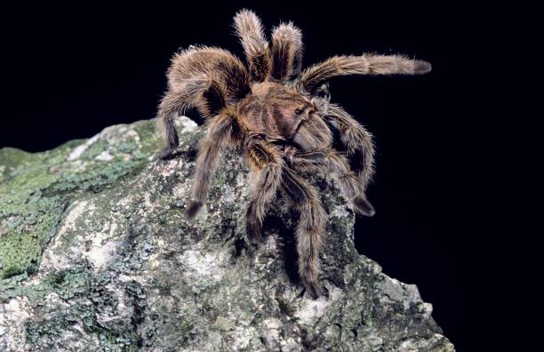 istock Chilean Rose Haired Tarantula, grammostola gala 1256084919