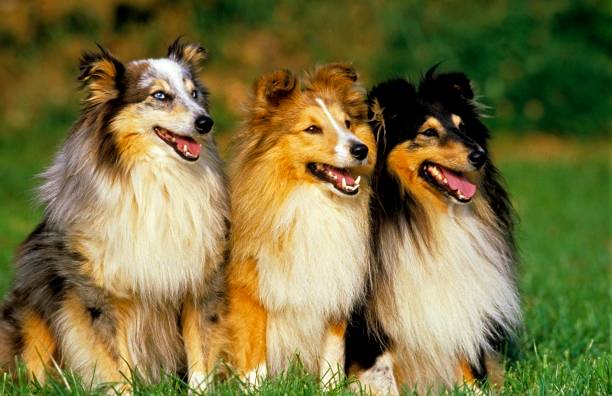istock Shetland Sheepdog, Dog sitting on Grass 1256084955