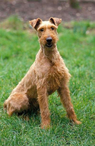 istock Irish Terrier Dog sitting on Grass 1256084986