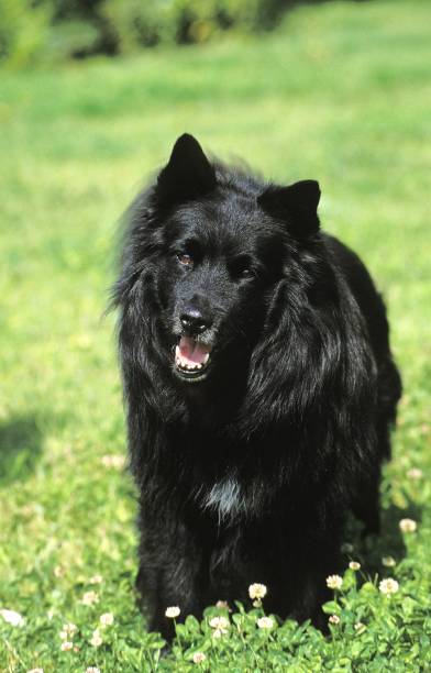 istock Swedish Lapphund, Dog standing on Grass 1256085014