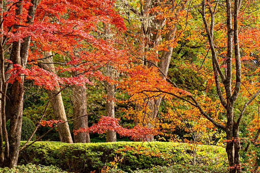 Various deciduous trees in various vibrant colours during Autumn