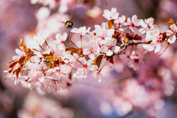 A bumble bee (pollinator) flying over pink cherry flowers. The bumblebee is looking for nectar among Sakura flowers at spring. The pollination happens both naturally and through insects spread pollen