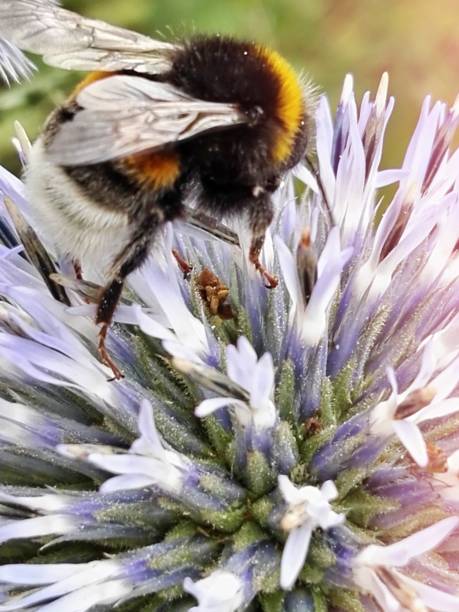 istock Hummel loves the thistle 1256087713