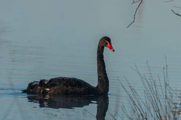 istock Black Swan swimming 1256087730
