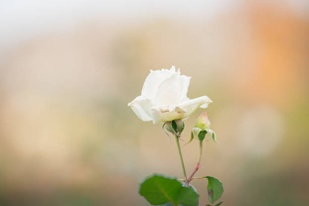 istock At the rose garden 1256088048
