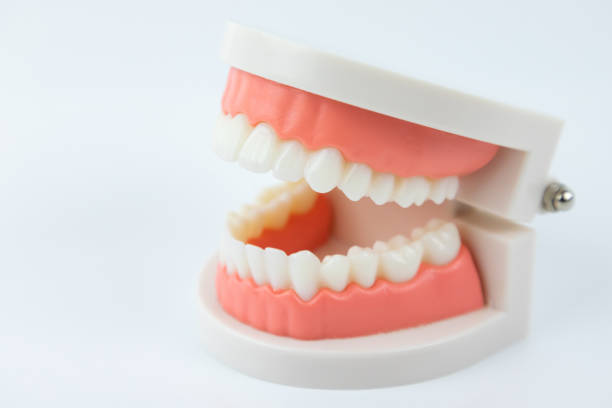 istock Teeth plastic model isolated on white background. dental instrument for education concept. 1256088759