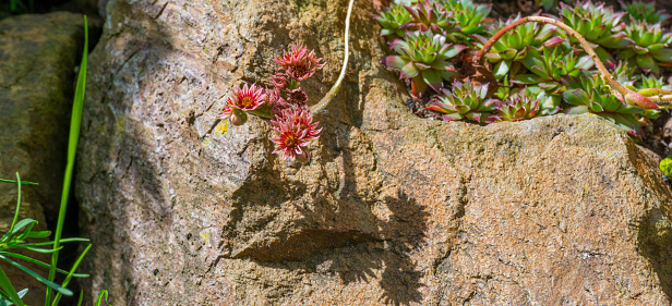 Plant with flowers in a bright lush rock garden in sunlight in summer, Almere, Flevoland, The Netherlands, July 13, 2020