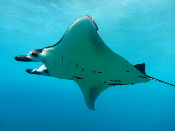 istock Divng with an Oceanic Manta Ray 1256088893