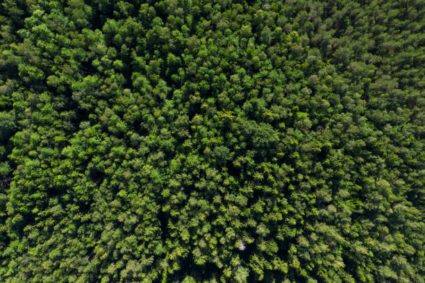 istock Aerial view from drone on summer forest 1256089458