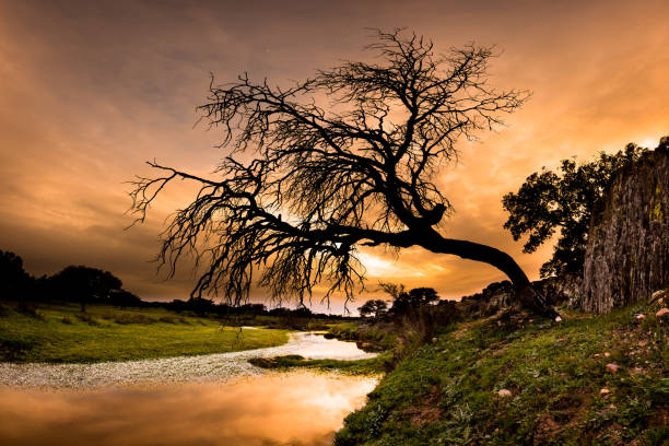 Dry tree on a river covered with flowers at sunset with a sky of clouds