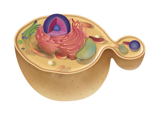 Structure of fungus cell Cross section of a Fungal hyphae cells septum yeast cells stock illustrations