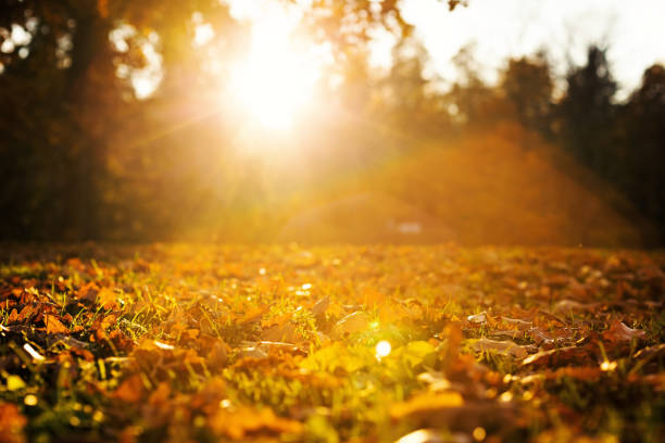 istock Fall season outdoor 1256089548