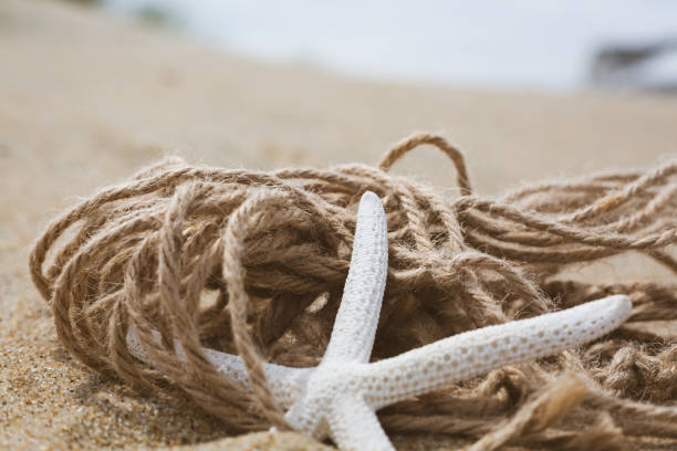 istock Close up of conch shell on sand 1256089573