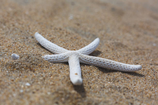 Close up of dry starfish on sand