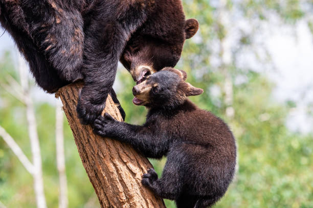 istock Baby black bear playing in the tree 1256092327