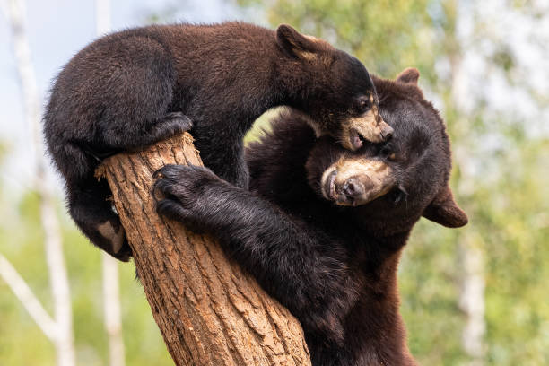 istock Baby black bear playing in the tree 1256092454