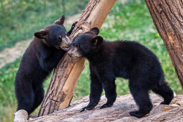 istock Baby black bear playing in the tree 1256092568