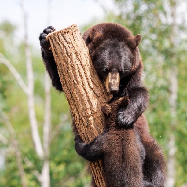 istock Baby black bear playing in the tree 1256092570