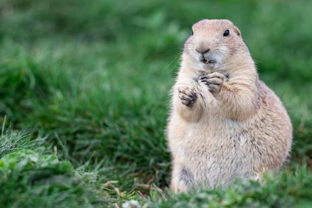 istock Prairie Dog in the meadow 1256092703