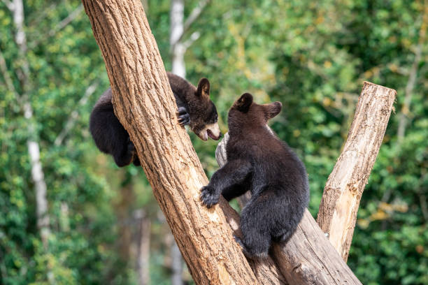 istock Baby black bear playing in the tree 1256092759
