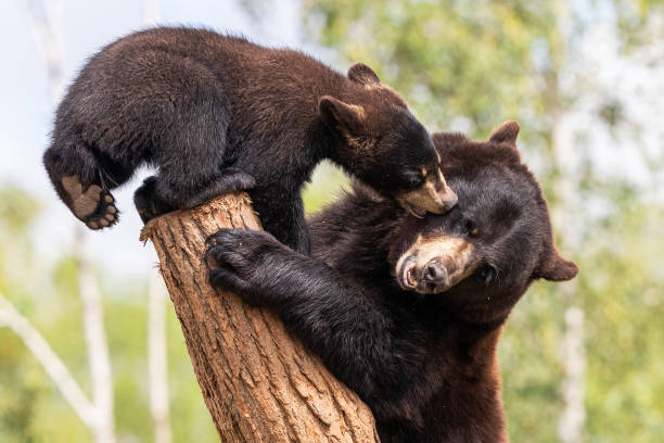 Baby black bear playing in the tree Baby black bear playing in the tree black bear cub stock pictures, royalty-free photos & images