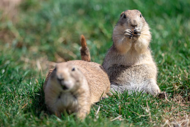 istock Prairie Dog in the meadow 1256092833