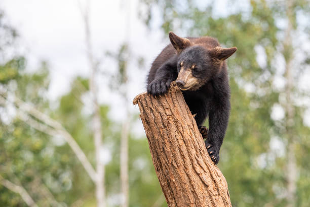 istock Baby black bear playing in the tree 1256092849