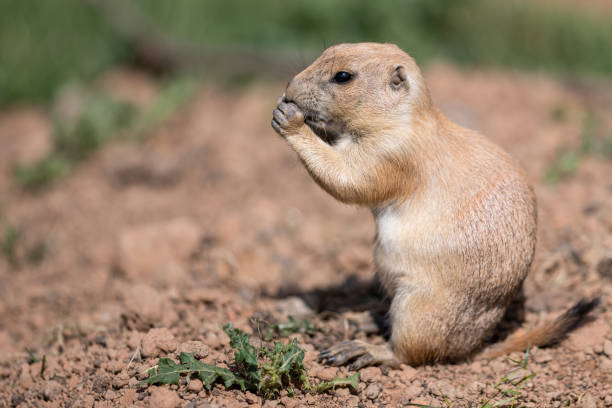 istock Prairie Dog in the meadow 1256092958