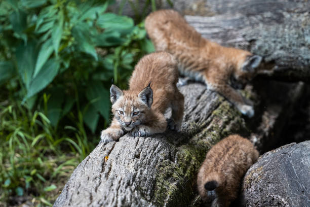 istock Baby Lynx in the forest 1256093087