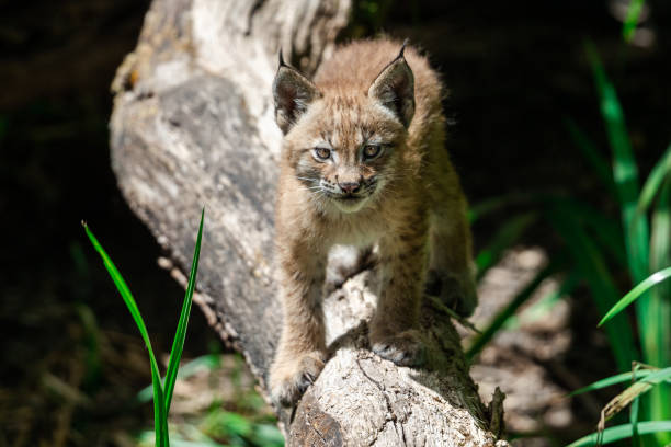 istock Baby Lynx in the forest 1256093134