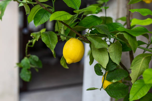 istock Lemon. Ripe Lemons hanging on tree. Growing Lemon 1256093800