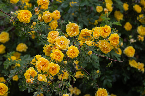 Beautiful yellow tea rose flowers on branches in the garden, close-up