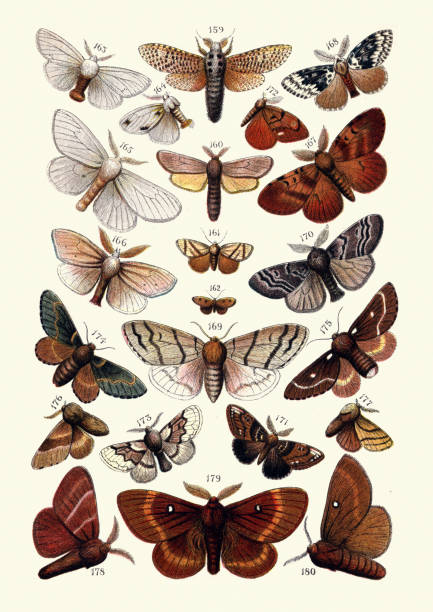 Vintage illustration of Lepidopterology, Moths. 159, leopard moth (Zeuzera pyrina). 160, Reed moth. 161, festoon (Apoda limacodes).  162, triangle (Heterogenea asella). 163, Brown-tail moth (Euproctis chrysorrhoea). 164, Yellow tail (Euproctis similis). 165, Satin moth (Leucoma salicis). 166, Reed tussock (Laelia coenosa). 167, gypsy moth (Lymantria dispar dispar). 168, Black arches or nun moth (Lymantria monacha). 169, Pale tussock (Calliteara pudibunda). 170, Dark tussock (Dicallomera fascelina). 171, Scarce Vapourer (Orgyia recens). 172, Vapourer (Orgyia antiqua). 173, Pale oak eggar (Trichiura crataegi). 174, December moth (Poecilocampa populi). 175, Small eggar (Eriogaster lanestris). 176, Lackey (Malacosoma neustria). 177, Ground Lackey (Malacosoma castrense). 178, Fox moth (Macrothylacia rubi). 179, Oak eggar (Lasiocampa quercus). 180, Grass eggar (Lasiocampa trifolii)