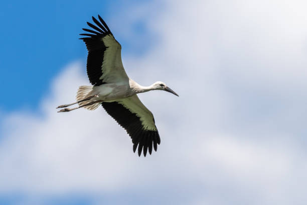 istock White Stork flying in the meadow 1256095005