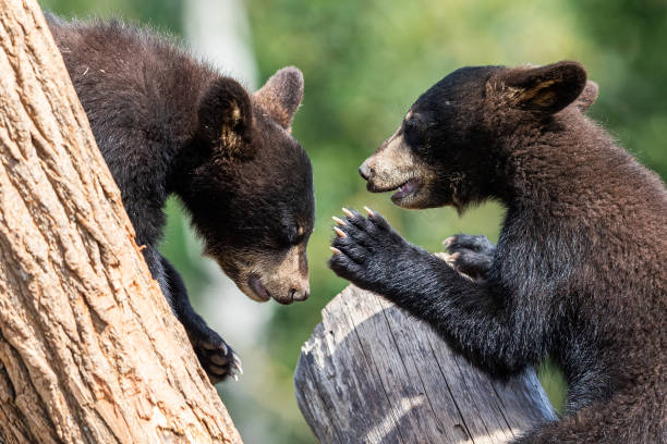 istock Baby black bear playing in the tree 1256095064